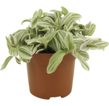 Zebra-hangplant in pot