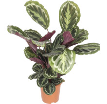 Korbmarante plant in pot
