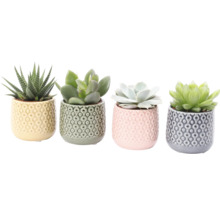 Vier vetplanten in decoratieve potten