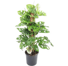 Monstera plant in een pot met klimhulp