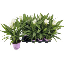 FLORASELF Kurkuma Curcuma Siam Sisto potmaat Ø 14 cm H 55 cm