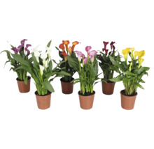Verschillende Zantedeschia planten in potten