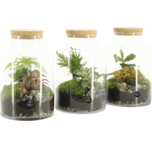 Drie mini terraria onder glas met kurkdeksel en verschillende planten