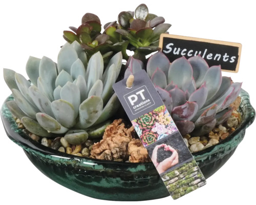 FLORASELF Arrangement Vetplant in schaal glas Succulent potmaat Ø 37 cm H 15 cm Succulentenarrangement in een schaal met bord