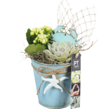 Bloemstuk met vetplanten, Kalanchoe, krabfiguur en zeester in een metalen emmer als tafeldecoratie