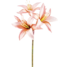 Leliebloemen op een stengel