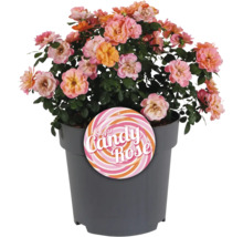 Suiker Candy Roos in pot