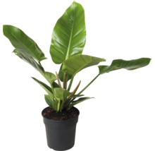 Philodendron kamerplant in pot