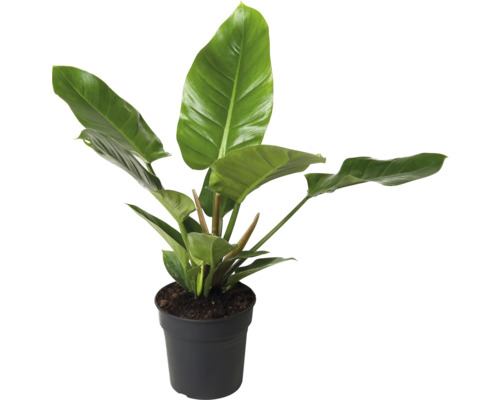 FLORASELF Philodendron Philodendron Imperial Green potmaat Ø 19 cm H 55 cm