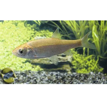 Goudelrits in aquarium