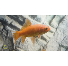 Goudvis in aquarium