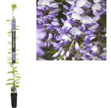 Blauwe regen in pot met paarse bloemen
