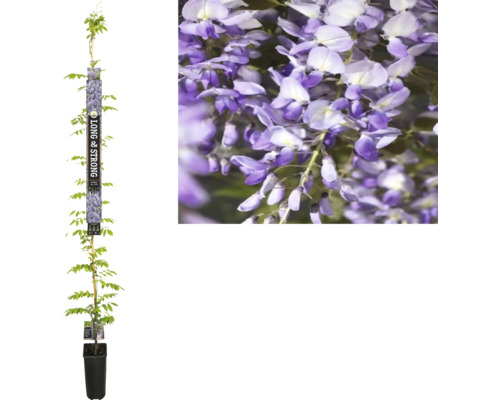 FLORASELF Klimplant Chinese blauweregen Wisteria sinensis 'Prolific' H 190 cm Blauwe regen in pot met paarse bloemen