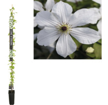 Klimplant Clematis met witte bloemen in pot