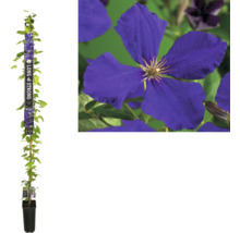 Volledig aanzicht van een Clematis plant in pot met blauwe bloemen