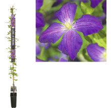 Clematis plant in pot met paarse bloemen