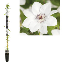 Clematis plant in pot met witte bloem