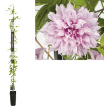 Clematisplant in pot met klimhulp en roze bloem