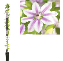 FLORASELF Klimplant Bosrank Clematis 'Nelly Moser' H 190 cm