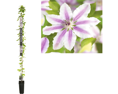 FLORASELF Klimplant Bosrank Clematis 'Nelly Moser' H 190 cm