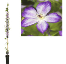 Clematis in pot met klimhulp en bloem
