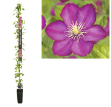 Clematis in pot met bloem in detail