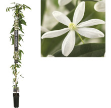 De afbeelding toont een clematis in een pot die langs een stok omhoog klimt, samen met een close-up van een enkele witte bloem.