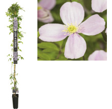 Clematis plant in pot met klimhulp en bloemdetail