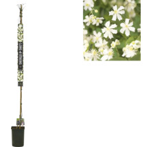 Clematis vitalba in pot met groeihulp en detailopname van de witte bloemen