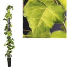Klimop klimplant in pot met klimhulp