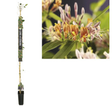 Geurende kamperfoelie in pot met close-up van bloemen