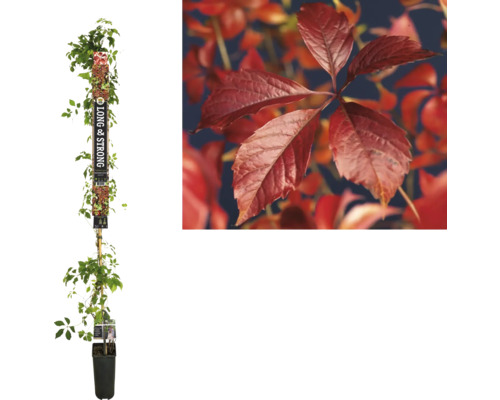 FLORASELF Klimplant Vijfbladige wilde wingerd Parthenocissus 'Engelmannii' H 190 cm