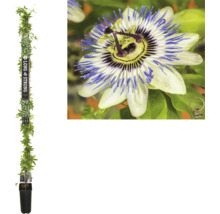 Passiebloem in pot met klimhulp en bloem