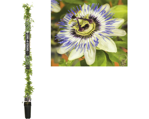 FLORASELF Klimplant Blauwe passiebloem Passiflora caerulea H 190 cm