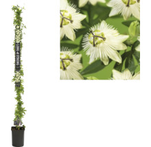 Passiebloem in pot met klimhulp en close-up van de bloem