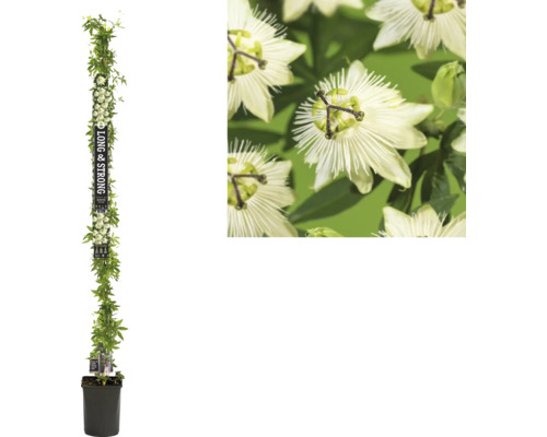 FLORASELF Klimplant Passiebloem Passiflora 'Snow Queen' PBR H 190 cm