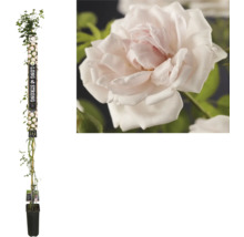 Zuiltjesroos in pot met witte bloemen