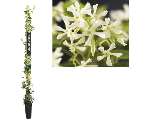 FLORASELF Klimplant Toscaanse jasmijn Trachelospermum jasminoides H 190 cm Geurjasmijn plant in pot met klimhulp en witte bloemen