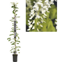 Klimplant met witte bloemen in een pot