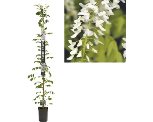 FLORASELF Klimplant Japanse blauweregen Wisteria floribunda 'Alba' H 190 cm Klimplant met witte bloemen in een pot