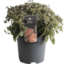 Sedum Coral Jade in een pot