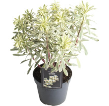 Wolfsmelk in pot