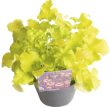 Heuchera plant in pot