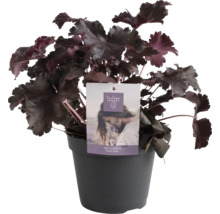 Purperklokje Black Pearl in pot