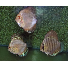 Drie discusvissen in aquarium