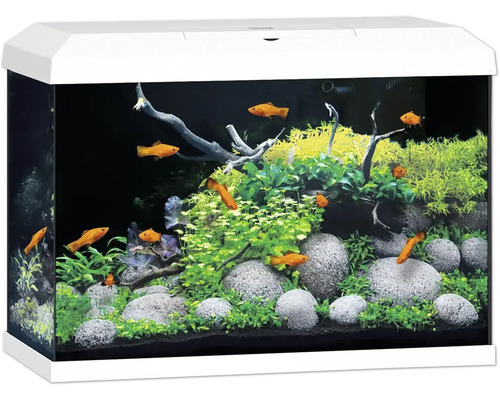 Aquarium met vissen, planten en stenen