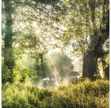 Ochtendstemming in het bos met mist en zonnestralen