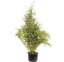 Bamboeplant in pot