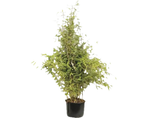 FLORASELF® Bamboe Fargesia spathacea potmaat Ø 28 cm