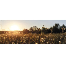 Veld met wilde bloemen in tegenlicht van de avondzon